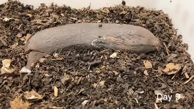 【SDGs】300 Worms vs Banana #vermicompost #earthworm_Cut