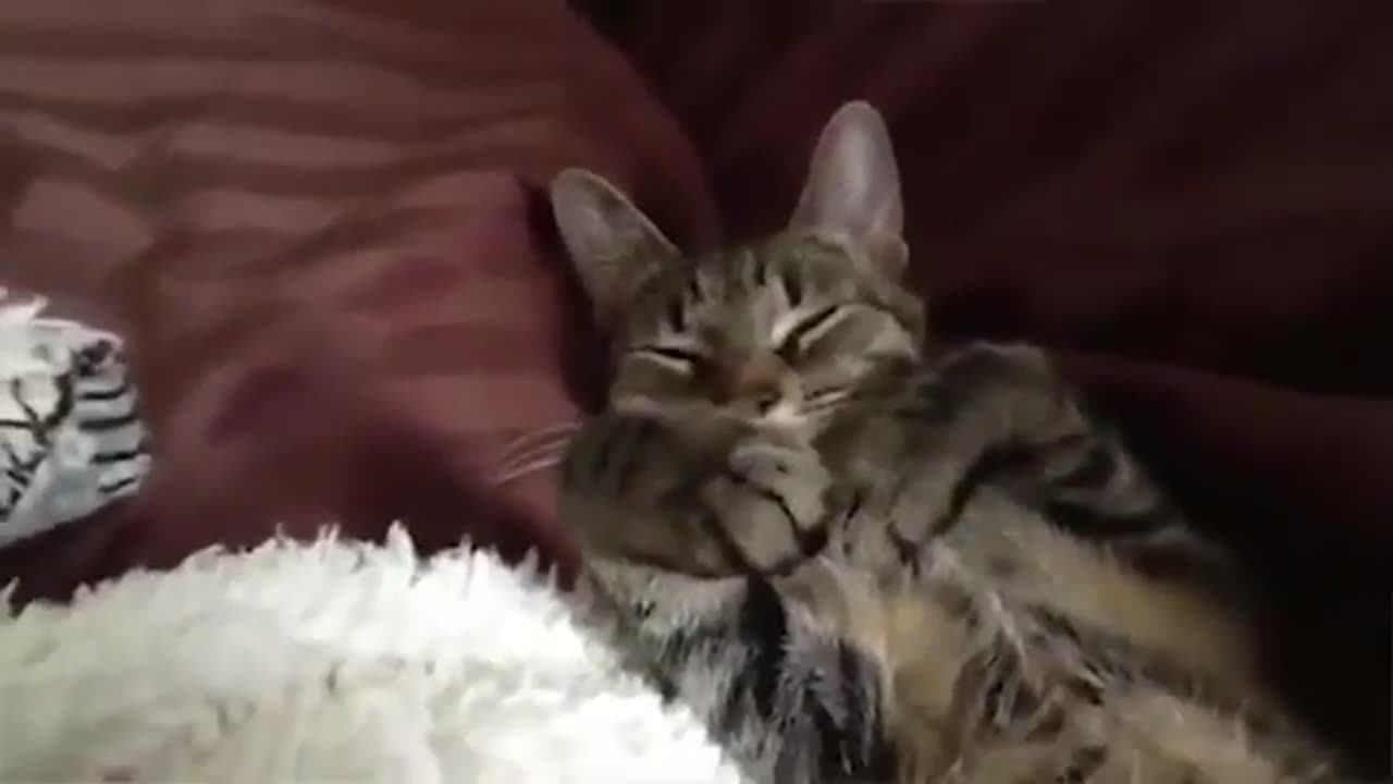 Top 100 Funny Animal Pet Videos Compilation.