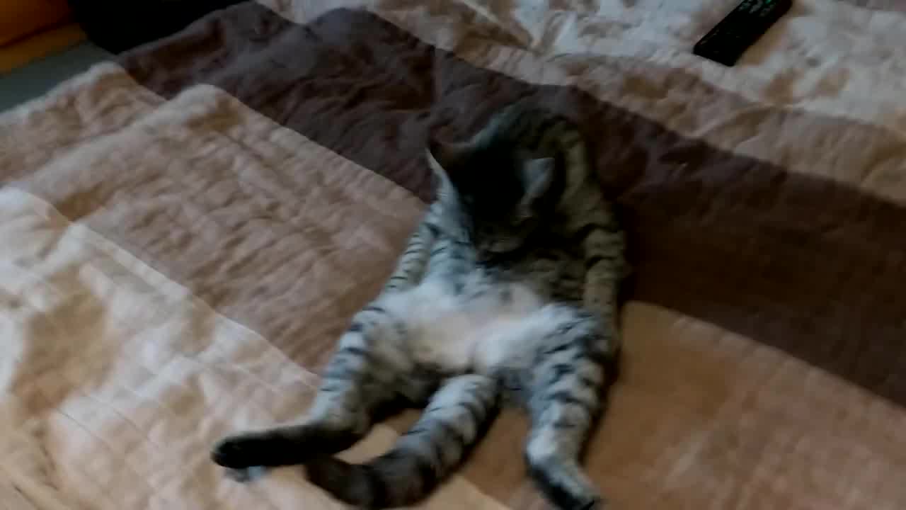 Cat demonstrates hilarious hygiene procedure