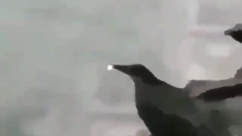 This is a beautiful and charming water-dwelling species