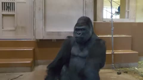 ***** agitated and super-strong GORILLA! *****