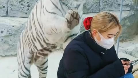 WHICH TIGER IS THIS