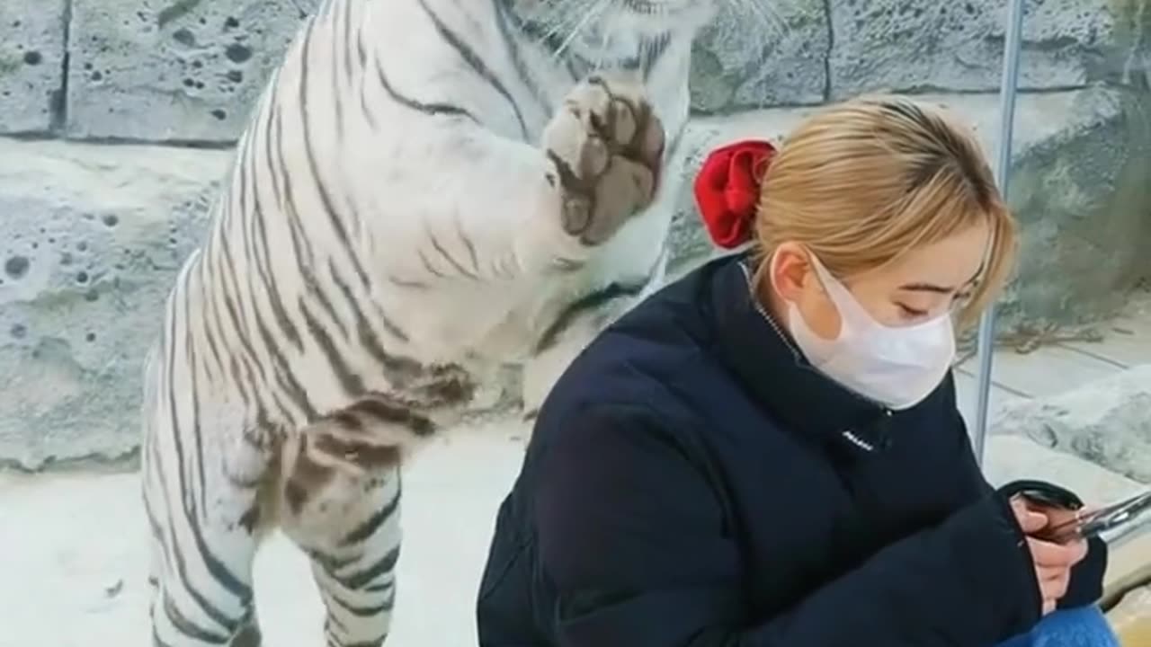 WHICH TIGER IS THIS