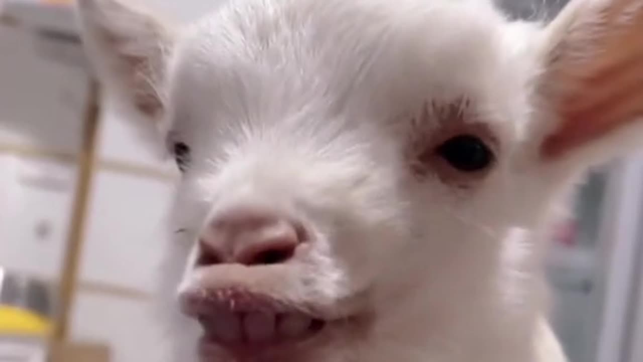 Funny moments of the animals
