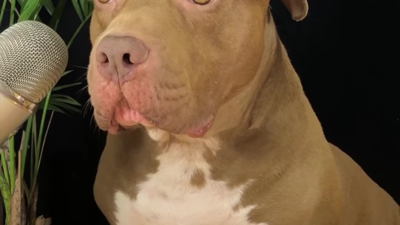 Best ASMR Dog In The Worldshorts