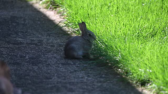 Back Yard Bunny