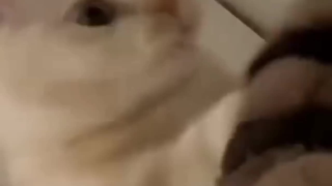 Cat funny video