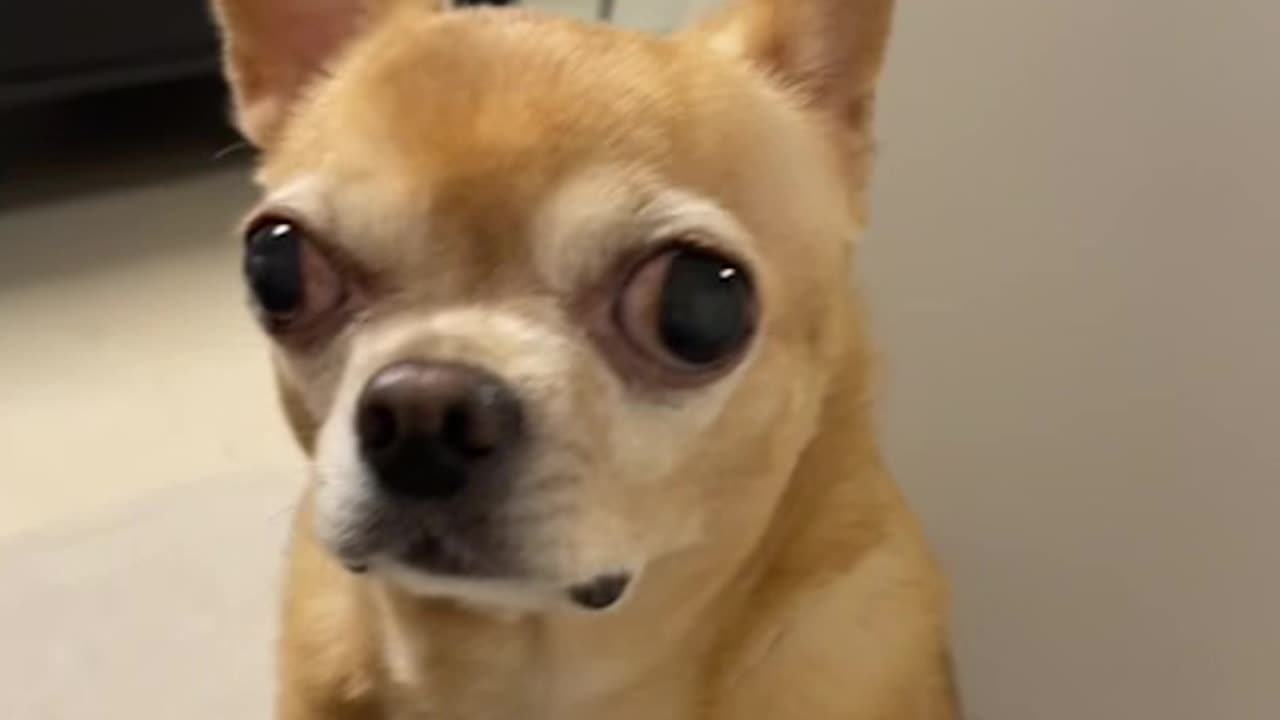 Chihuahua talking with eyes