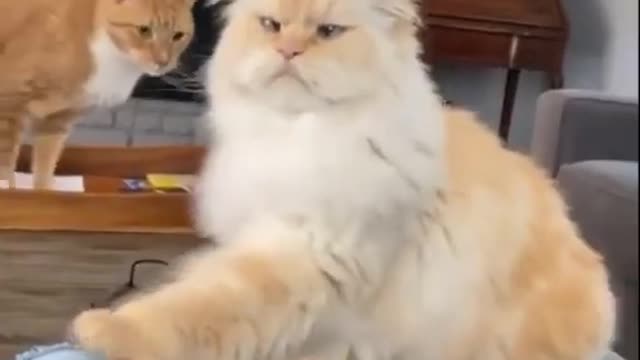 Funny cats