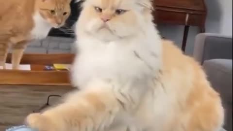 Funny cats