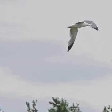 Seagull in slow motion / beautiful bird in slow motion.