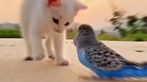 Funny cat playing with parrot