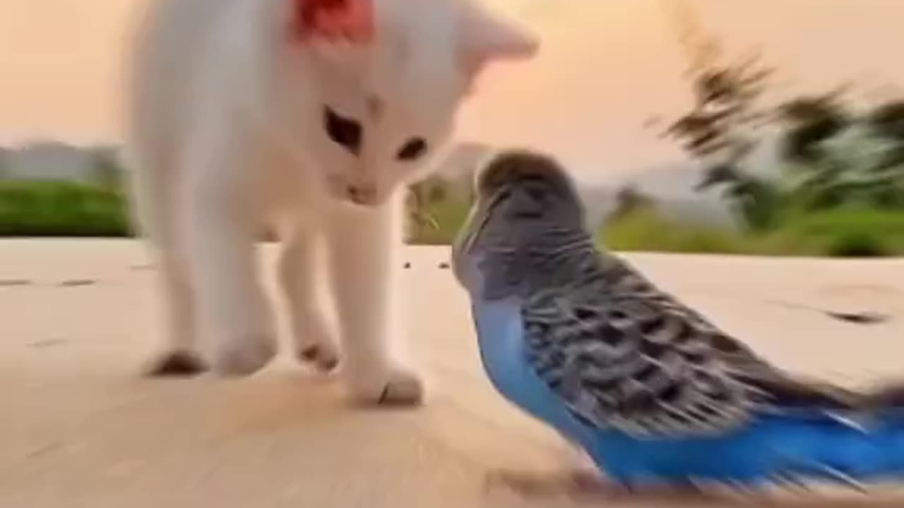 Funny cat playing with parrot