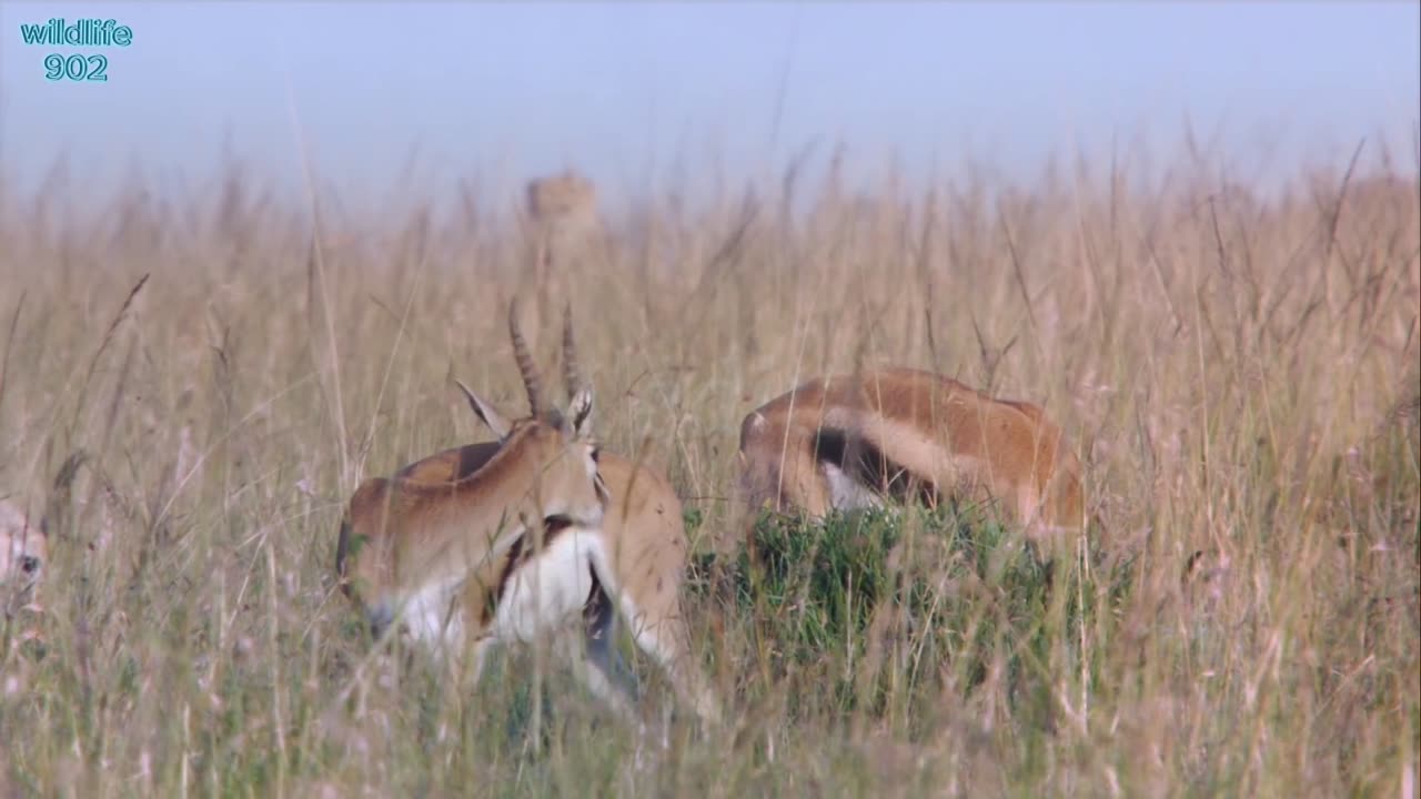 Cheetah - fastest running animal