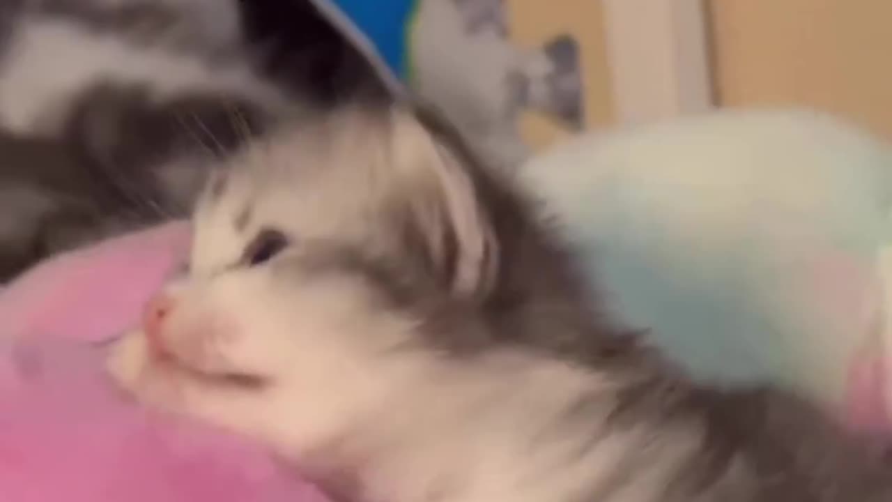aaawwww my little paw