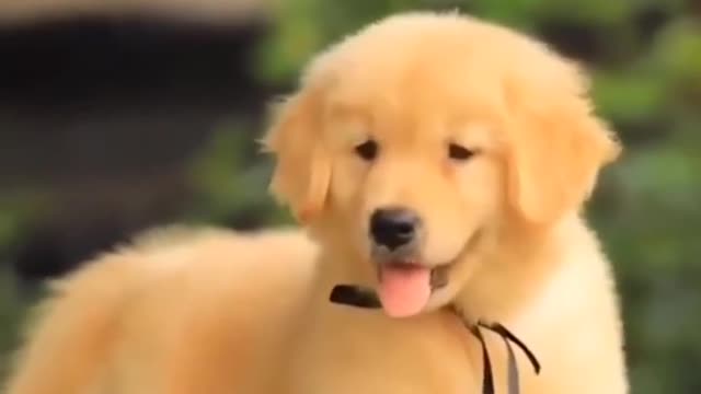 beautiful dog