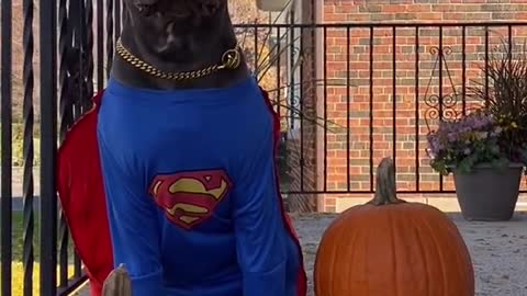 When a dog thinks he's super