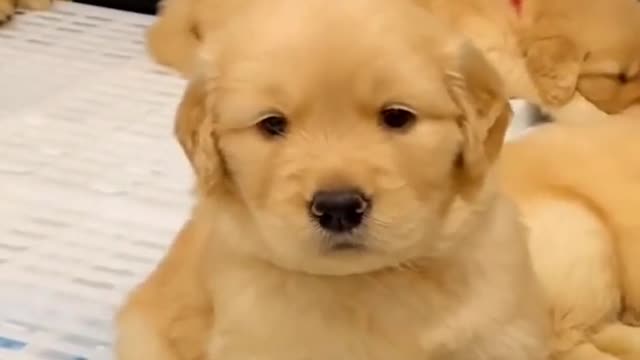 Baby Dogs -Funniest and Cutest Labrador Puppies Best Funny Animal Videos Part #40