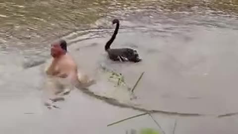 Man was attacked by Swans for being too close to there nest...