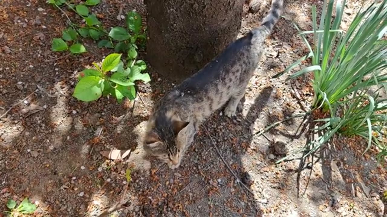 A male cat itches. This cat lives on the street.