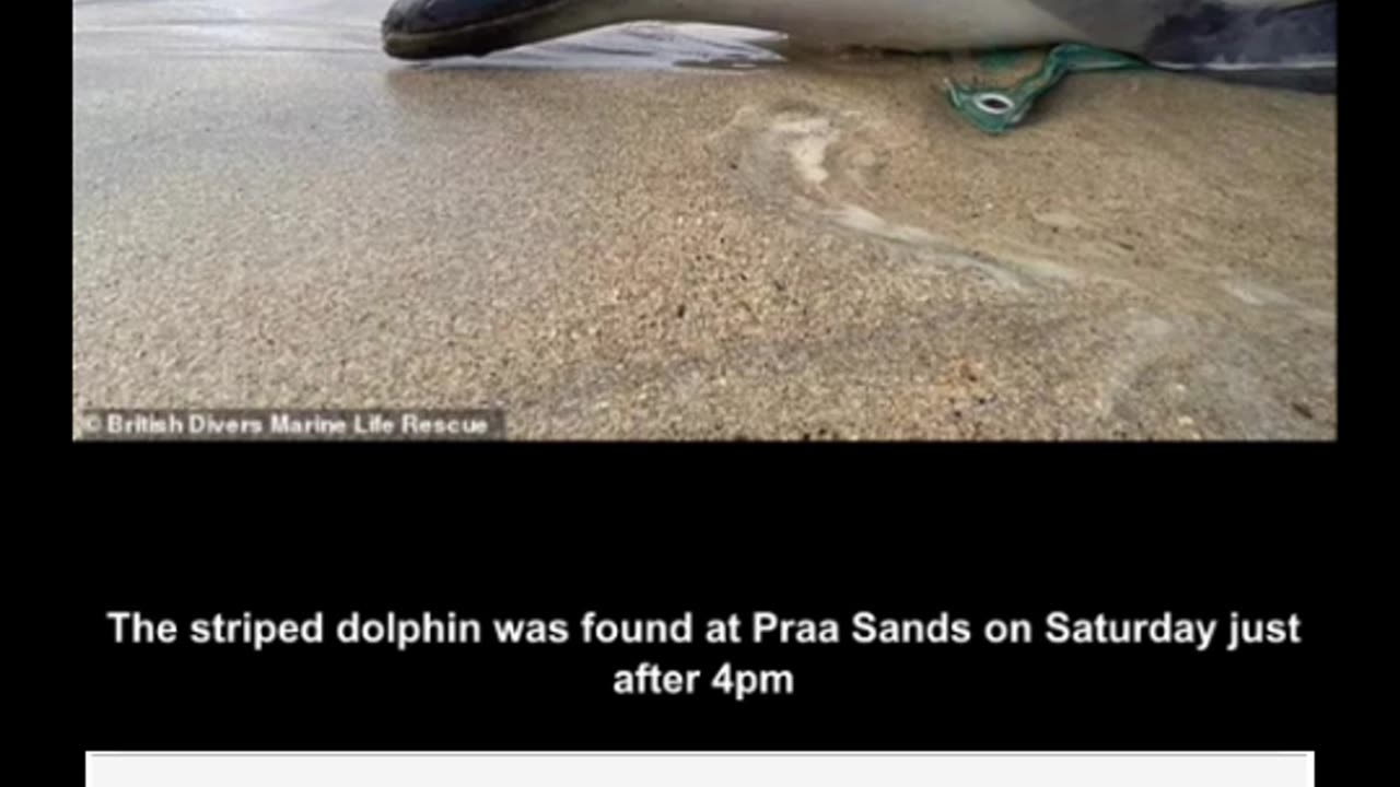 Tragedy As Rare Striped Dolphin Dies