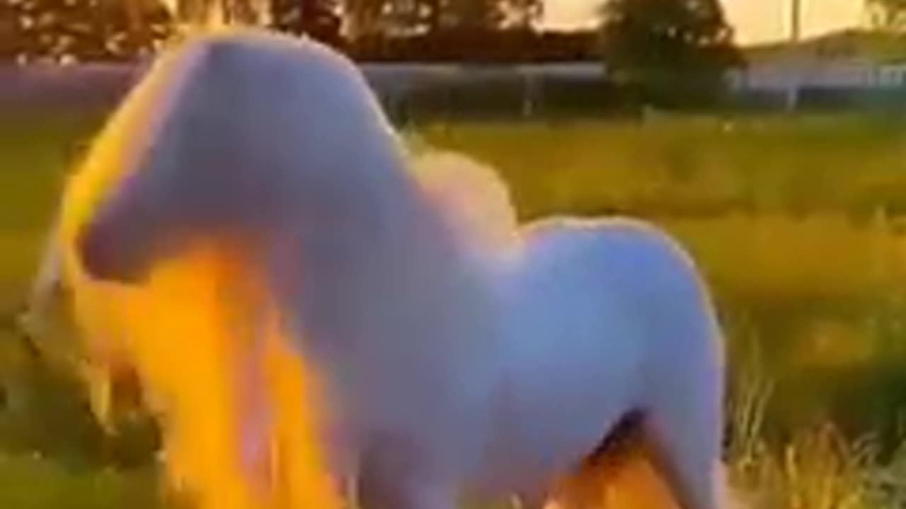 Amazing horse