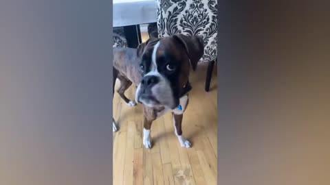 Hilarious pet that will make you laugh
