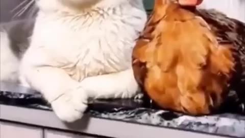Cat incubating eggs and raising chicks 🐥