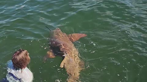 Caught 8ft shark. Rod popped son swims with 🦈