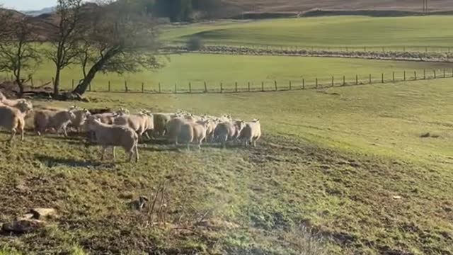 A dog was running after a flock of sheep