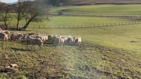 A dog was running after a flock of sheep