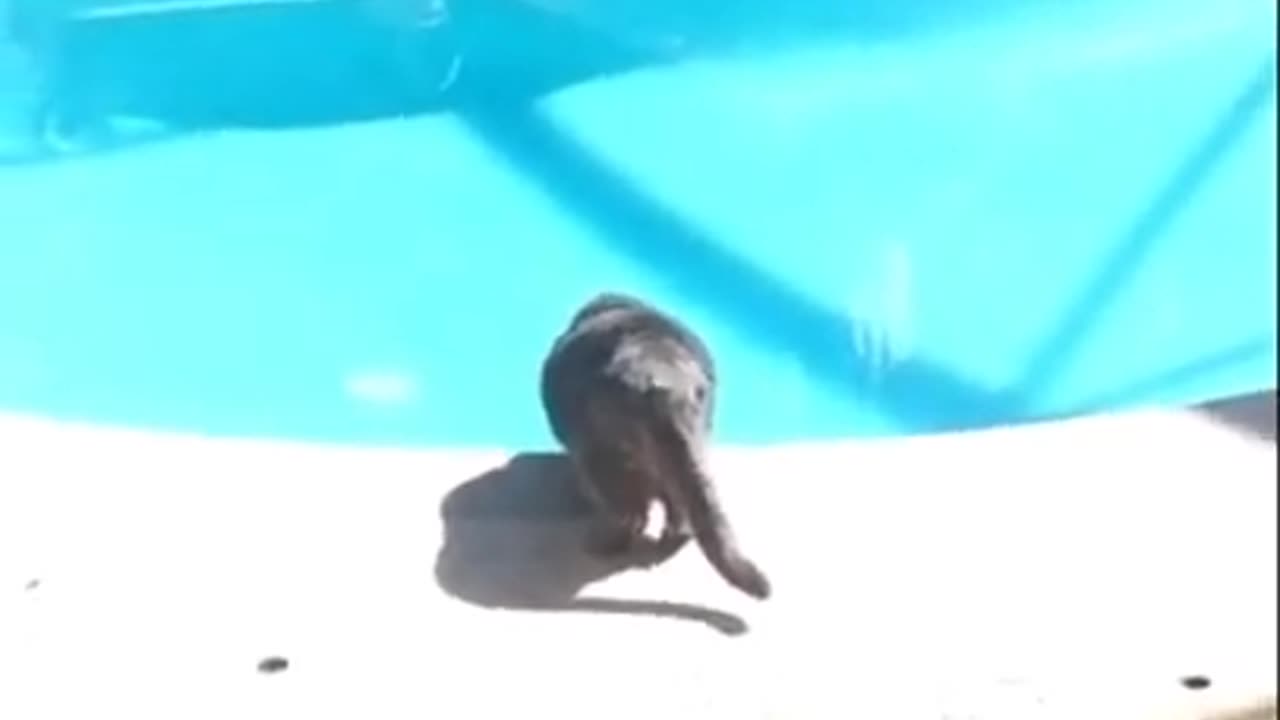 cat jump to the pool