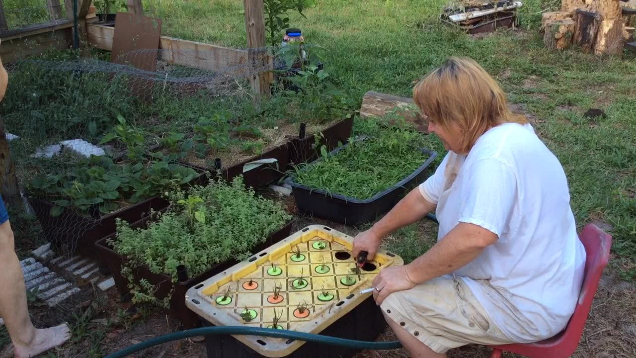 Growing Strawberries In The Grocery Garden Tank... Experiment 4-6-23