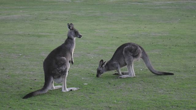 smart kangaroo