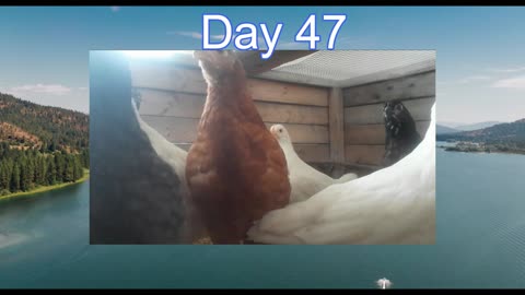 Week 7 Of Our New Baby Chickens Growth And Development