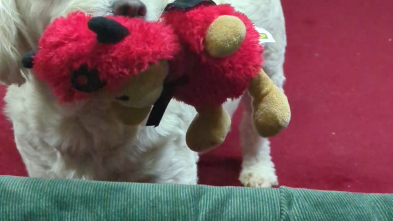 Puppers Sadie bein needy