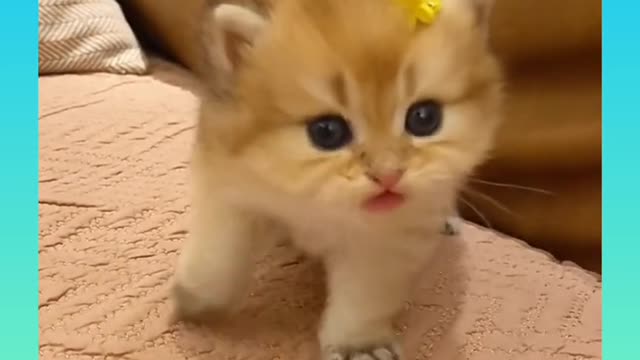 _ Cute and Funny Cat Videos Compilation _