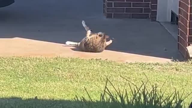 Fat Cat Wiggles In The Sun