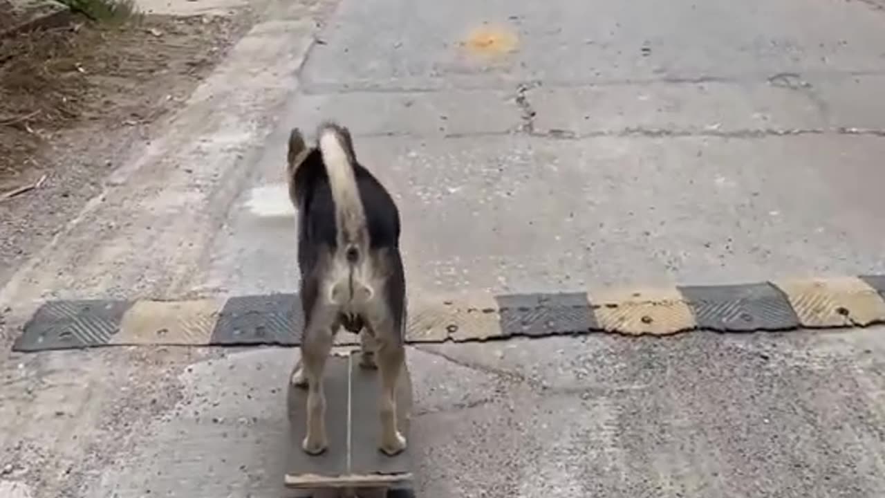 Skater Dog Skills