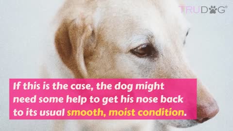 How to Treat Dry Nose on a Dog