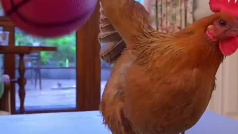 Cute cat and cute Hen Amazing video