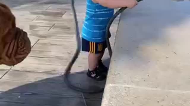 Toddler trolls dog