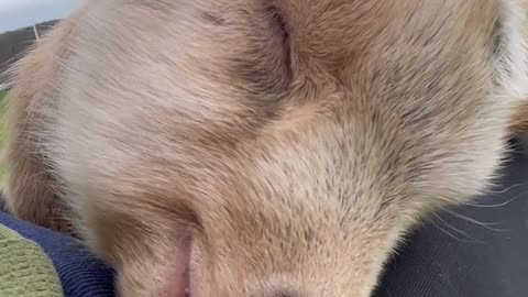 BabyGoat Sleeping Asmr sound funny