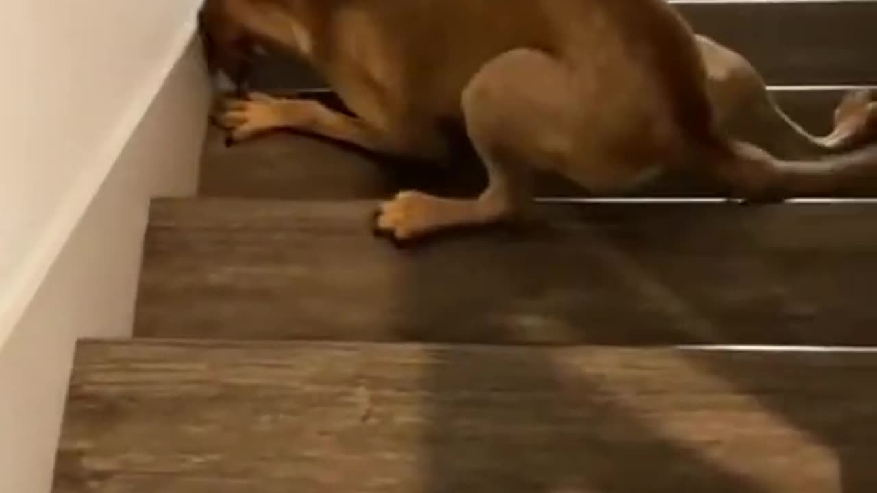 Funny dogs going and falling down stairs