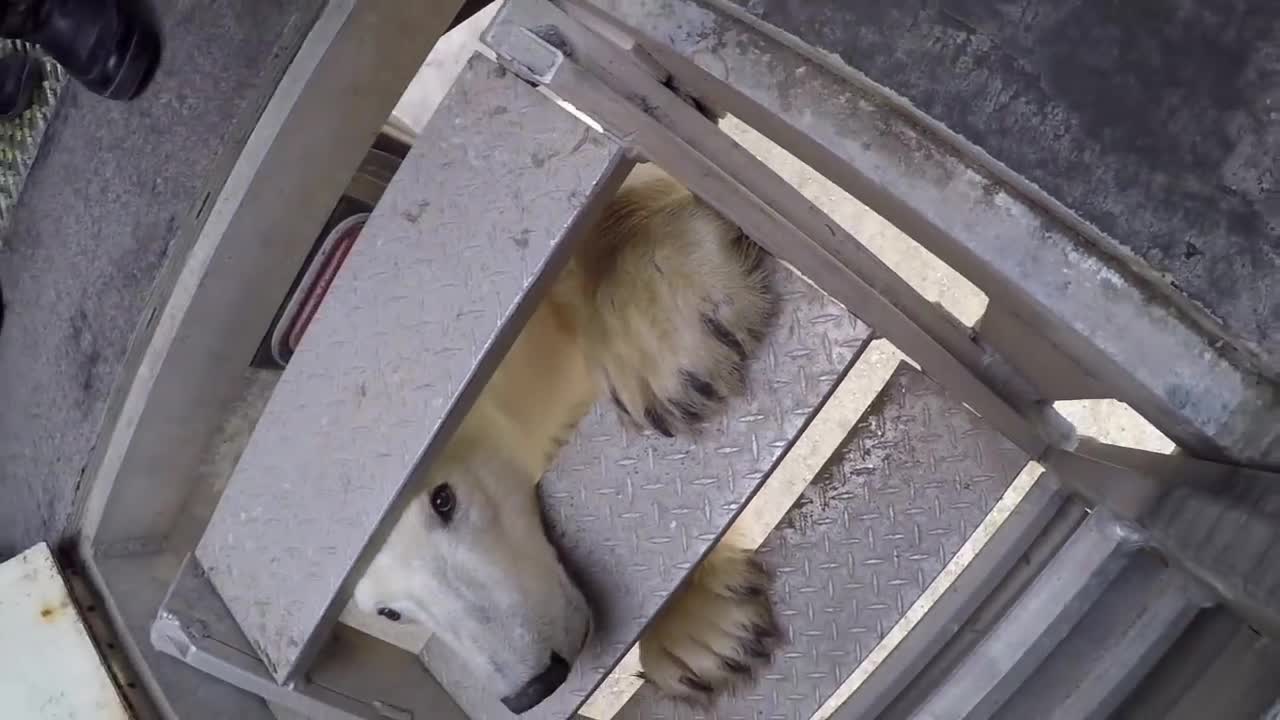 Polar Bear Encounter