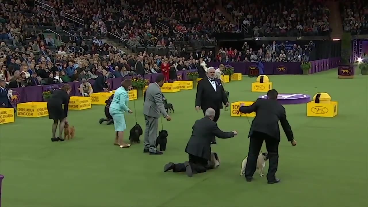 CROWNED: Inside the 2018 Westminster Dog Show – Biggie | FOX SPORTS