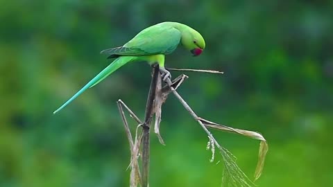 Parrot love