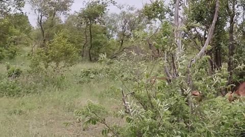 Impala Rams Fighting