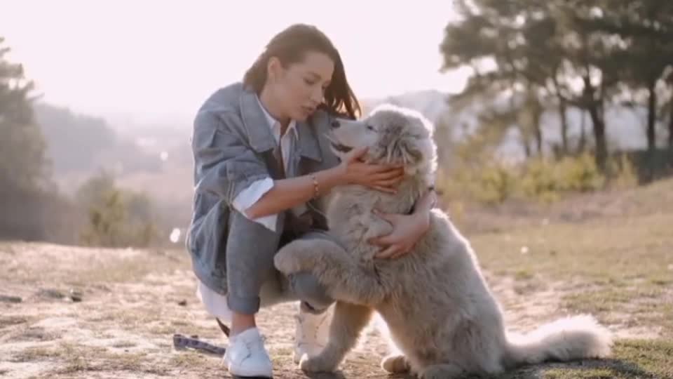 SQ dog and teranig video