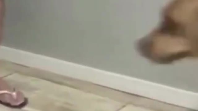 📢 Funny & Cute Animals🐶😸#shorts-#short-
